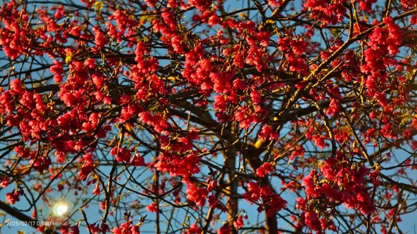 翡翠水庫壩頂&士林官邸鬱金香 2/172713963