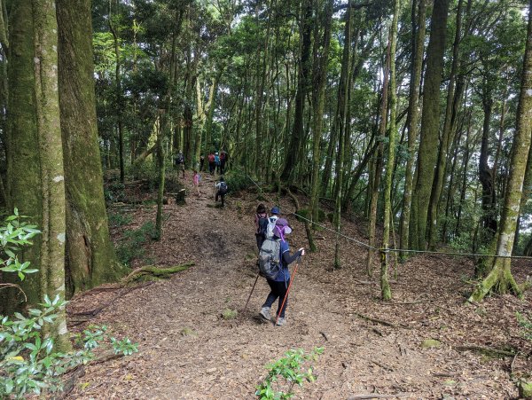 谷關七雄：屋我尾山（大雪山林道來回）1773181