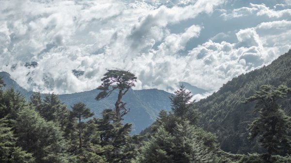 奇萊南華之沒有黃金大草原1826911