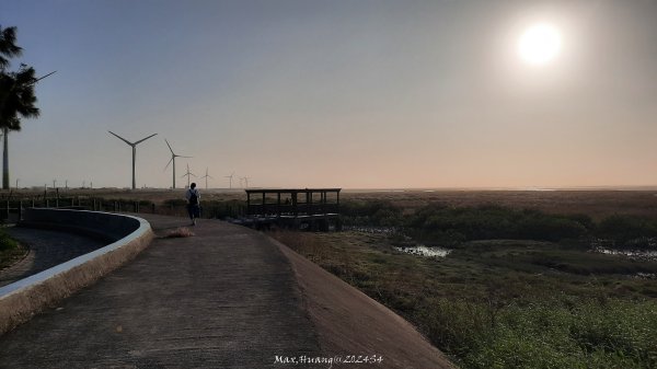 《台中》海濱夕陽｜龜殼生態公園連走大安紅樹林生態步道202410202632399