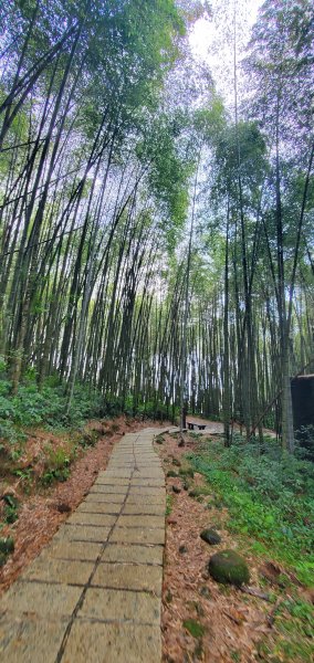 2025-01-18頂湖步道2694209