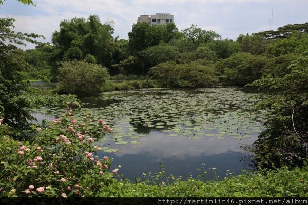 高雄鳥松濕地生態紀錄177055