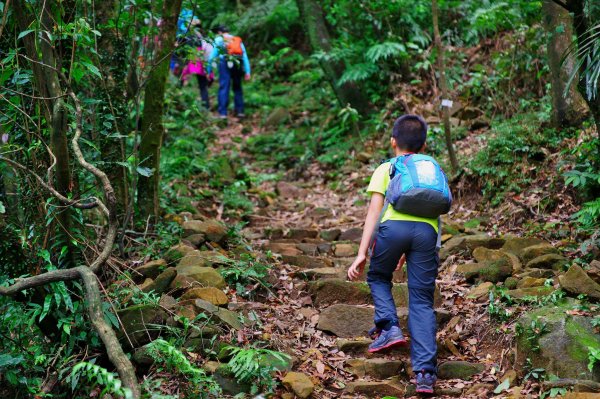 燦光寮古道與黃金三稜554342