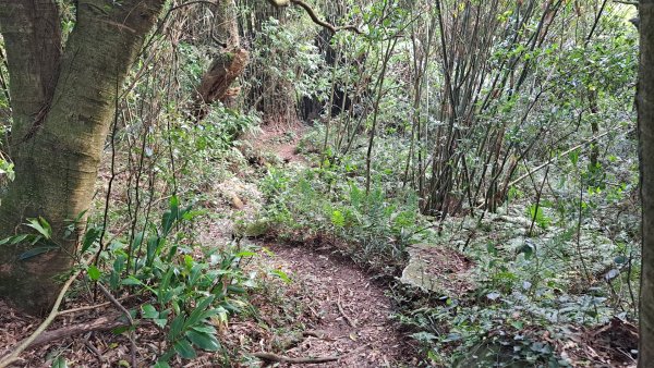 20240305坪頂古圳-登峰圳-內雙溪古道-瑪礁古道-大崎頭步道O繞2447227
