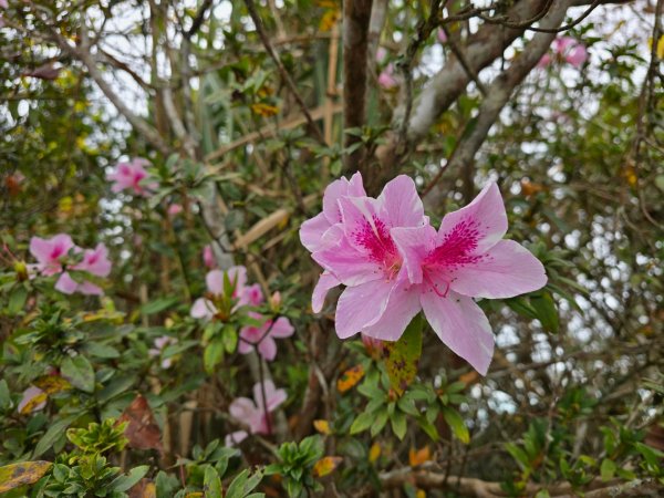 馬那邦山之雲海／雲瀑／楓紅／太陽琉璃光2676355