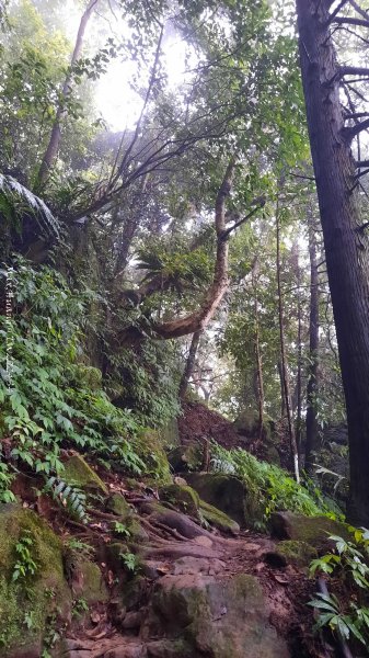 《新竹》不見五指｜北埔五指山登山步道上中指峰202410102619054