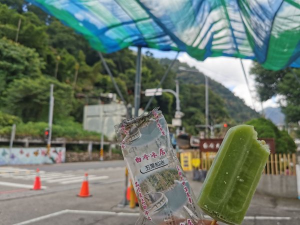 白毛、馬崙山-崇敬的巨木-五葉松媽媽1085814