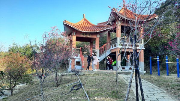 《彰化》桃李櫻美｜花壇虎山巖步道x大嶺巷富士櫻202503012723662