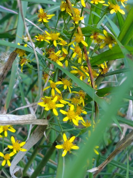 大雪山森林遊樂區 遊客中心 小神木 北三錐山 平石山西北峰2952876