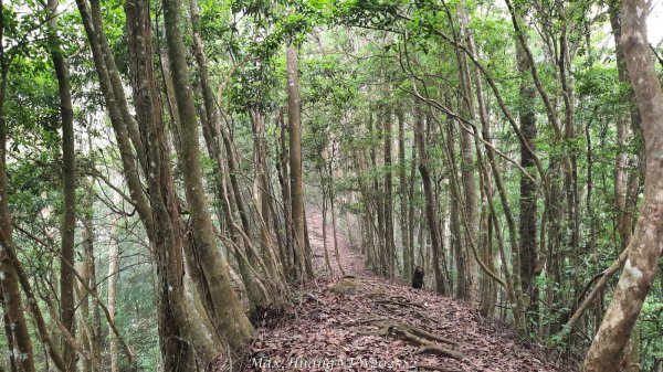 《台中》優美稜線｜橫嶺山自然步道（大雪山社區南登山口）202505312800220