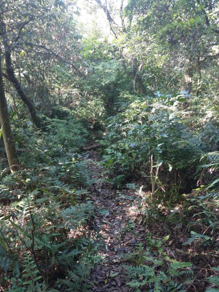 貓空隨意行［樟湖步道、待老坑山、杏花林、明德宮、樟山寺］及政大小坑溪親水文學步道(2021/4/6)1417887