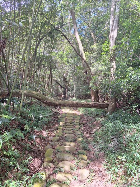 三義挑炭古道(三通嶺古道)11508233115413