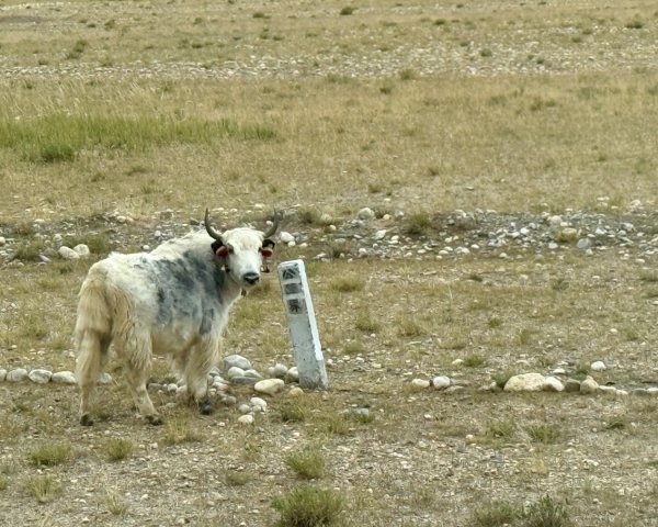 西藏♥️可愛動物🐎人物寫真/拉薩旅拍/美食2902926