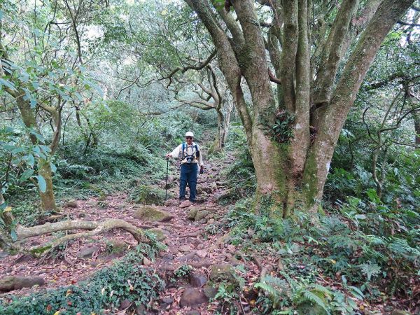 大屯山主、南、西峰O型322221