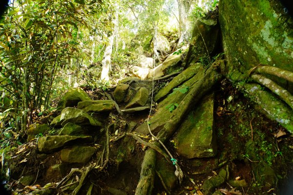 苗栗 南庄 光天高山、向天湖山3073686
