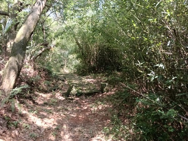 內湖區大丘田保甲路+開眼山+白石湖山+白石湖山東峰+大邱田山+消防山O型2858901