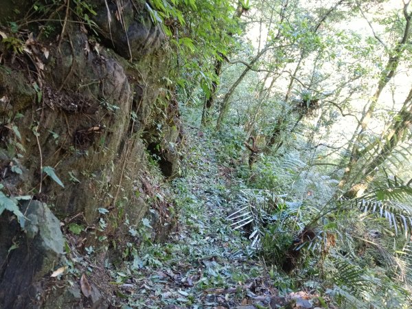 坪林區小粗坑古道+小粗坑山+環山路+楣子寮尖+貴妃池O型2994473