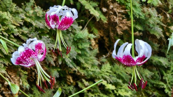 #二格山 #霞光 #日出 #艷紅鹿子百合 #大鳳蝶雄蝶 #紅花石蒜 #彼岸花 8/232867769