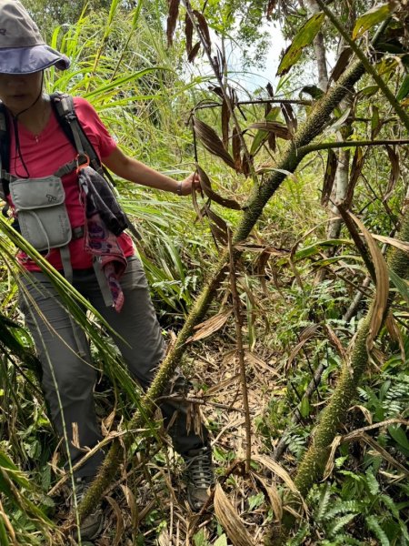 三針後山、雙連埤犬香薷節封面