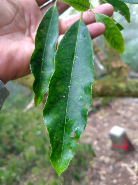 白藍狐貍出狐貍尾/狐貍縱走2796280