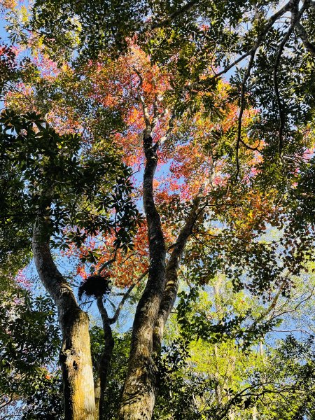 馬拉邦山-楓情萬種1545614