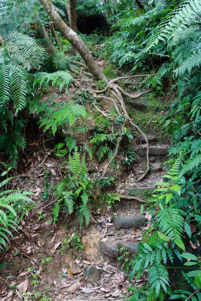 猴山岳。二格山。小獅山連走616090