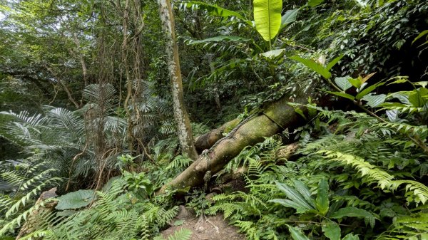 114.06.14雙石縱走&石門水庫-石牛山之旅2812245
