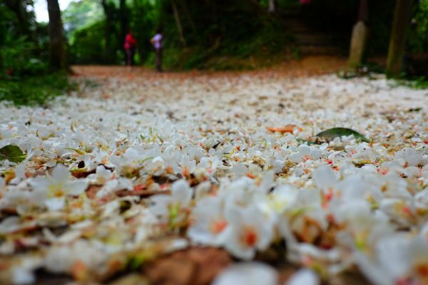 古道飄白雪..大溪大艽芎古道325242