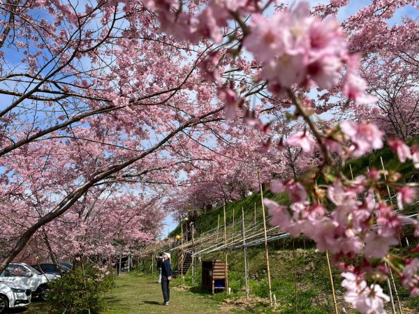 桃園 復興 巴陵 恩愛農場3011876