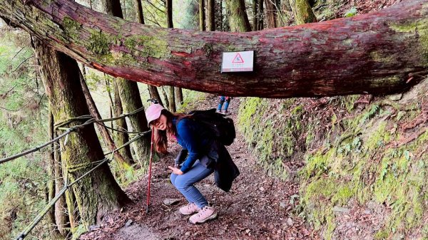 🌈3/28（六）觀霧檜山巨山步道×瀑布步道✨FB：熊熊趴爬走🌈3025241