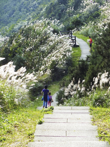 步道小旅行-賞芒聖地五分山3872