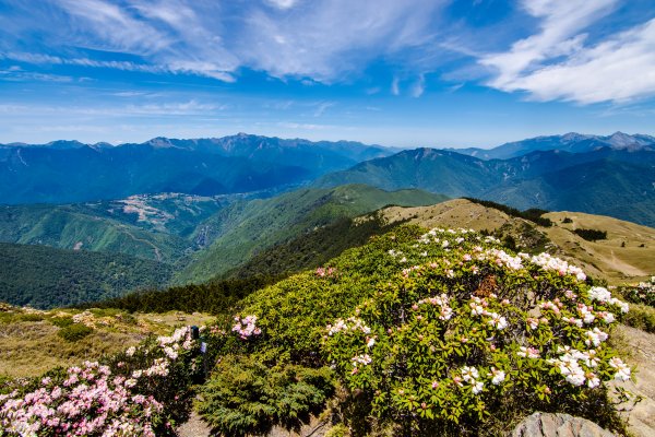 合歡山北峰賞高山杜鵑(2021/04/30)1370852