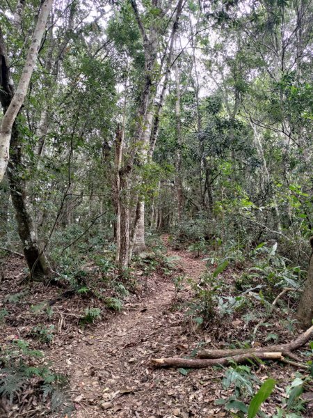 【新竹縣尖石鄉】秀巒軍艦岩步道2833664