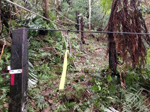 雙溪區中坑橋+中坑西山尾稜+中坑西山+內盤山坑古道+中坑橋O型2929522