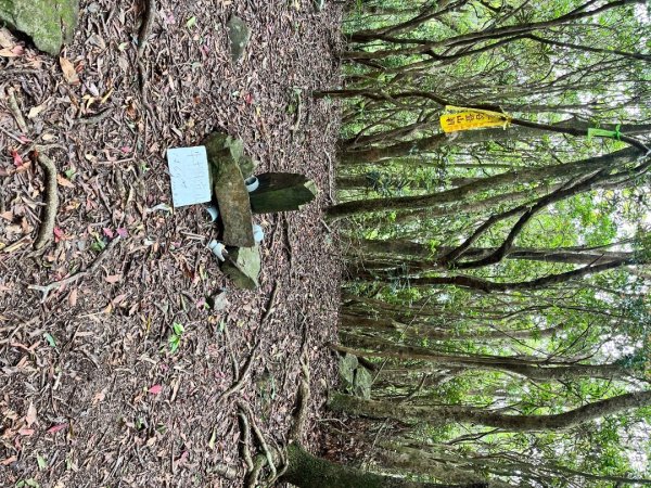 20250503_李棟山步道（新竹小百岳）2855843