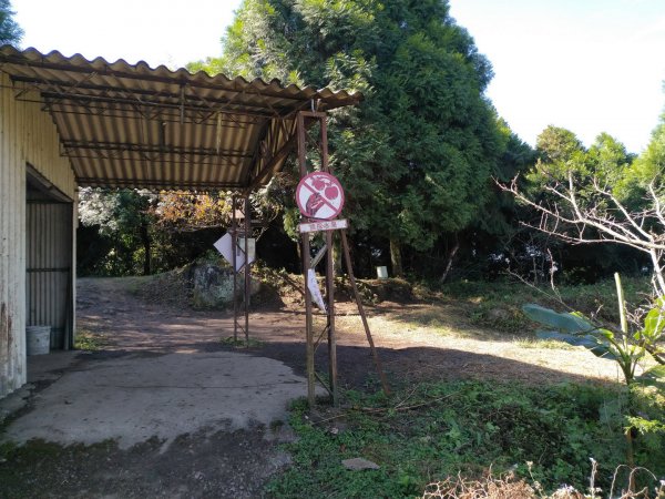 苗栗 泰安 馬那邦山、細道邦山1960842