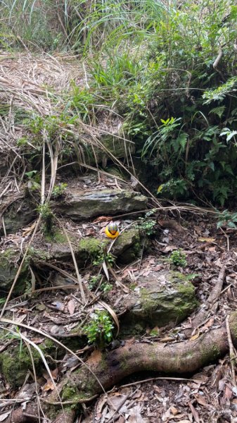 烏來插天山隘勇線-插天山監督所-林望眼山-北插東峰-林望眼山西峰2591862