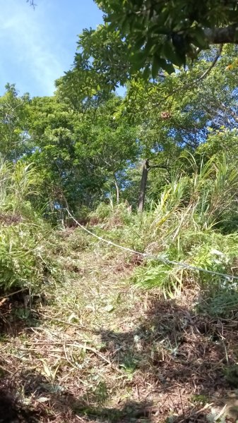 坪林區仁里坂山-火炎山未竟跟聯合艦隊除草去3125118