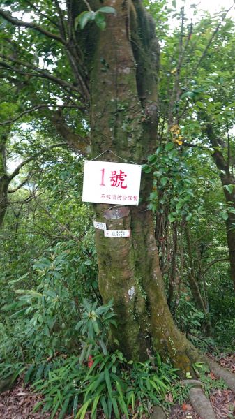 筆架連瘋（炙子頭山,筆架山,二格山）395204