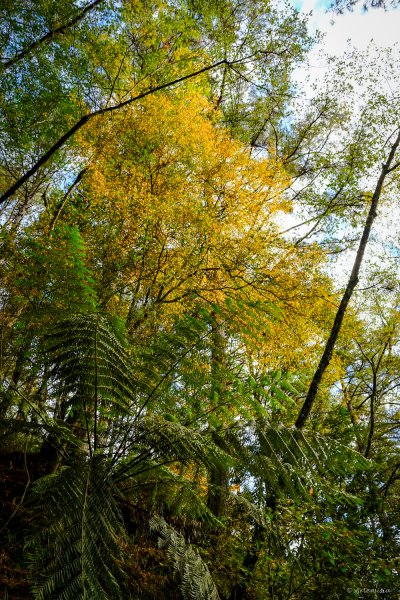 [冬訪大霸聖山岳參行]-大鹿林道東線榆金楓紅與九九山莊精選輯2974616