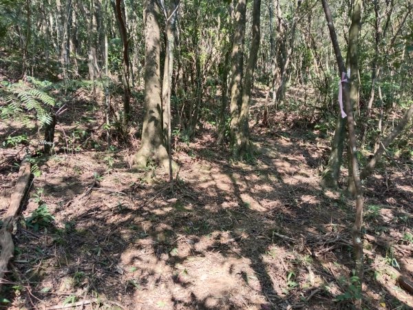 坪林區楣子寮尖+土地公遺址+火燒寮古道+枋山坑古道+枋山坑崙O型2985599