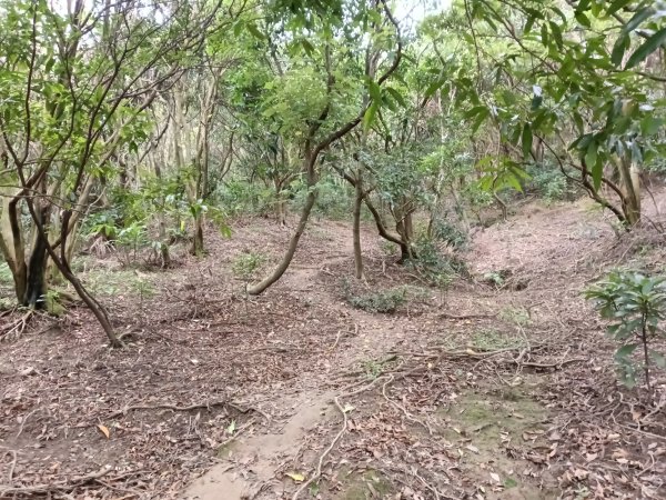 瑞芳區南子吝步道+南子吝稜+南子吝山+南子吝步道P字走2798464