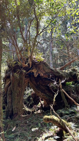 太平山運材軌道見晴線2588836