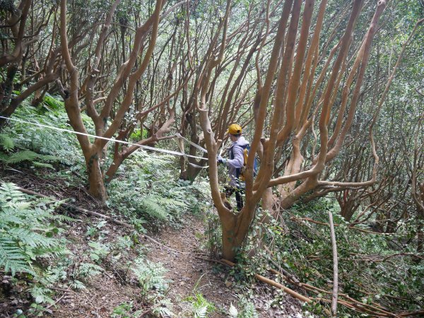 新北三峽/桃園大溪：鳶溪縱走（鳶山、五十分山、烏塗窟山、娘子坑山、李騰芳古宅）