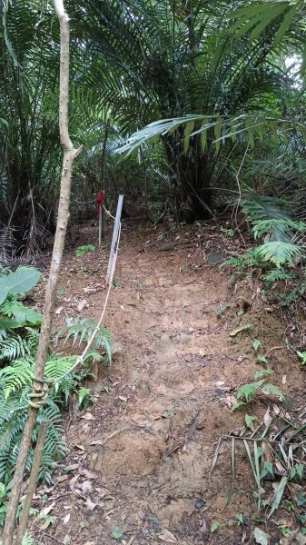 20250607 新竹竹東三山(樹杞林山 - 新具庄山 - 員崠子山)  O型2808878