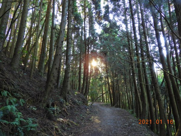 新竹 五峰 霞喀羅大山(石鹿大山)1238073