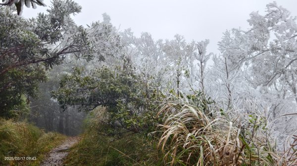 #望洋山 #太平山觀雲步道 #霧淞 #雲海 #帝雉 3/172737662