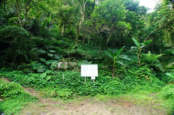 桃園-三峽 十三分山、金面山、金山面山、山麻坑山、茄苳坑山、阿屘尖3049229