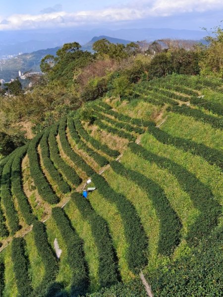 青潭越嶺政大-賞梅花🌸安坑🐦嘴四秀2691721