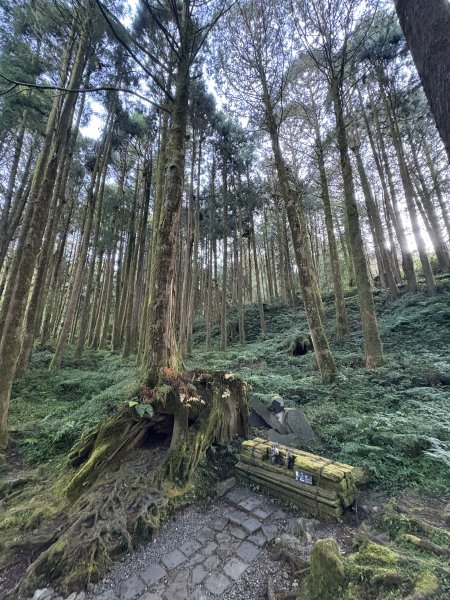 20251225塔山步道(大塔山)2970262